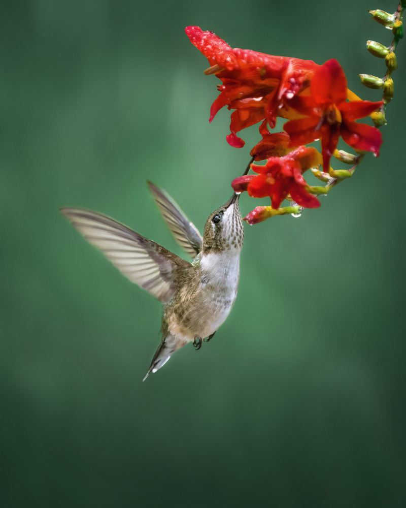 Hummingbird de Hannah Zhang