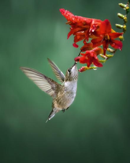 Hummingbird