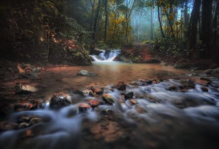 Borneo Rainforest