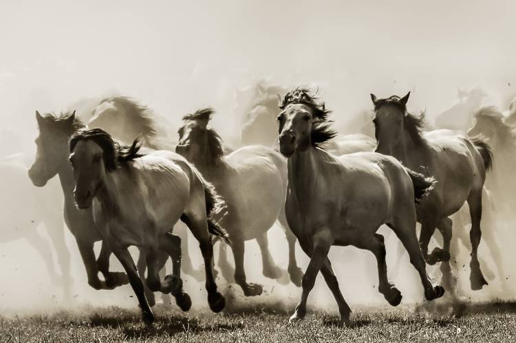 Horse de Heidi Bartsch