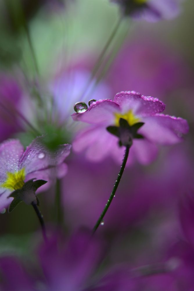 In pink surroundings de Heidi Westum