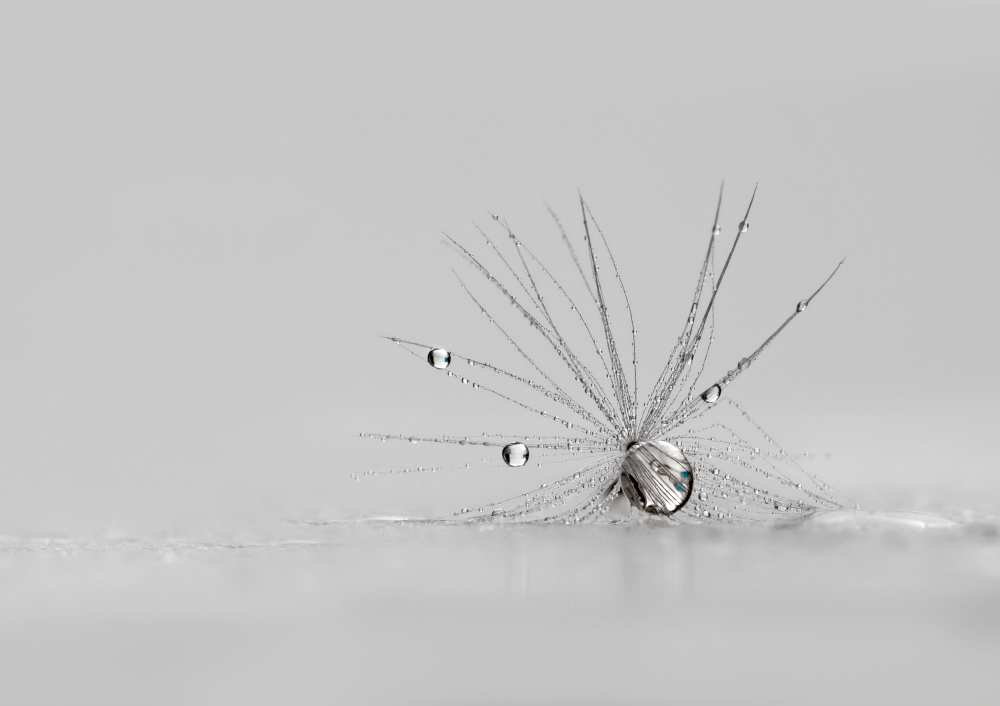 My Silver Spider de Heidi Westum