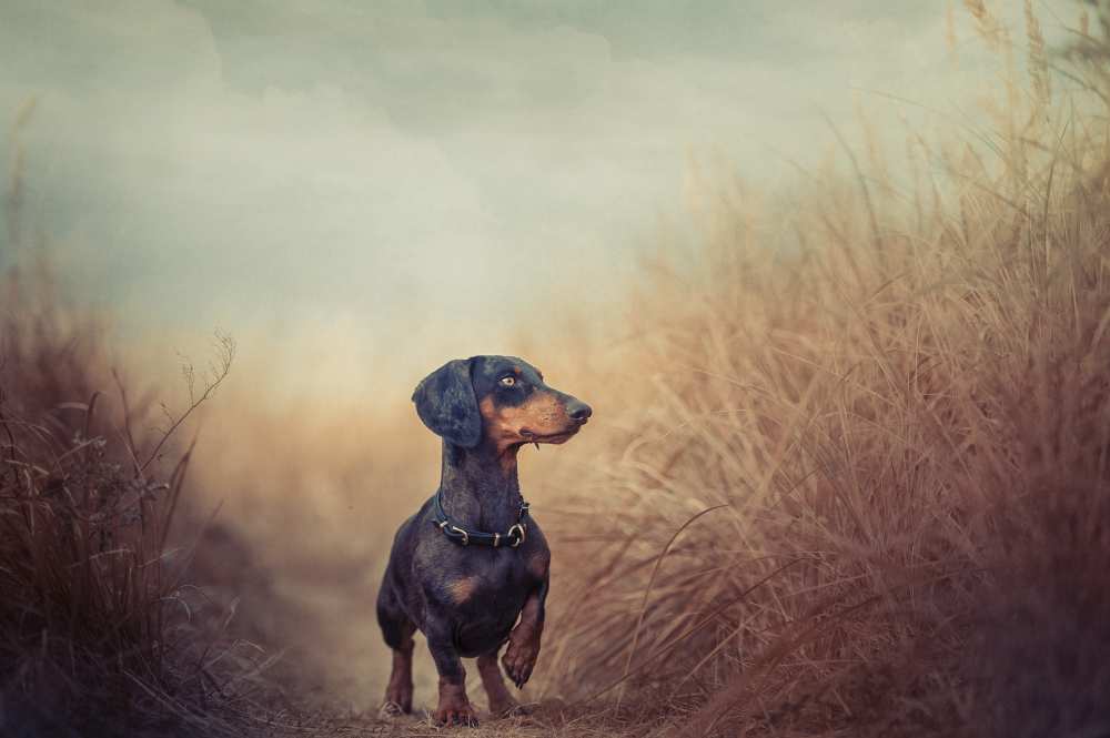 Nature is calling and I must go.. de Heike Willers