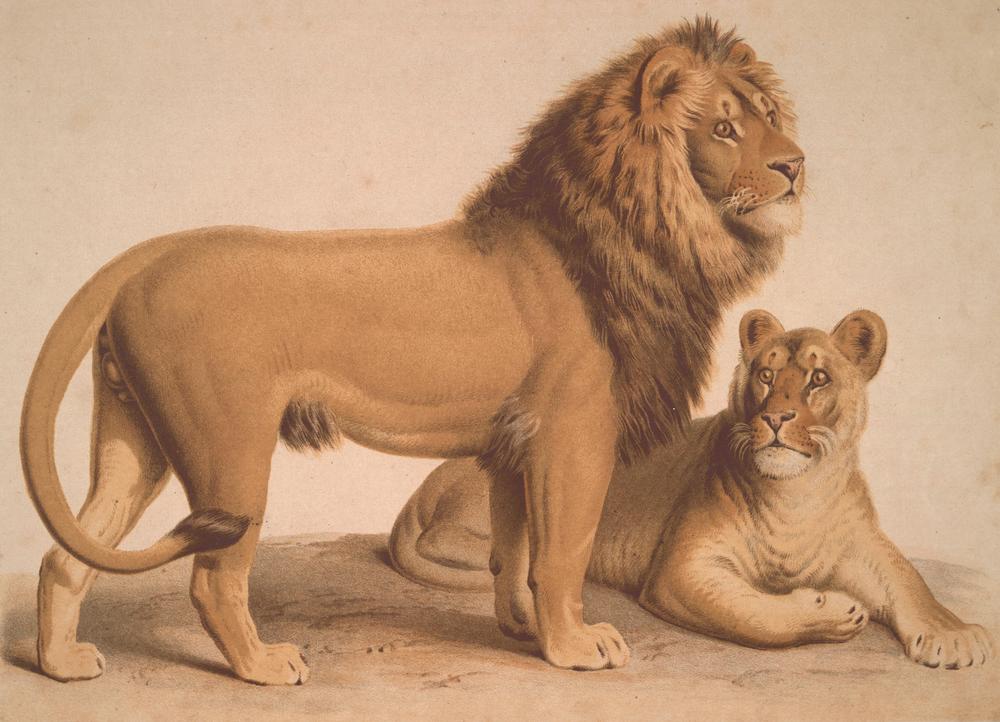 The Lion / Felis Leo de Heinrich Leutemann