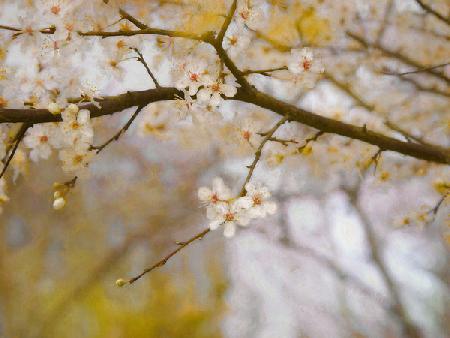 Golden Springtime