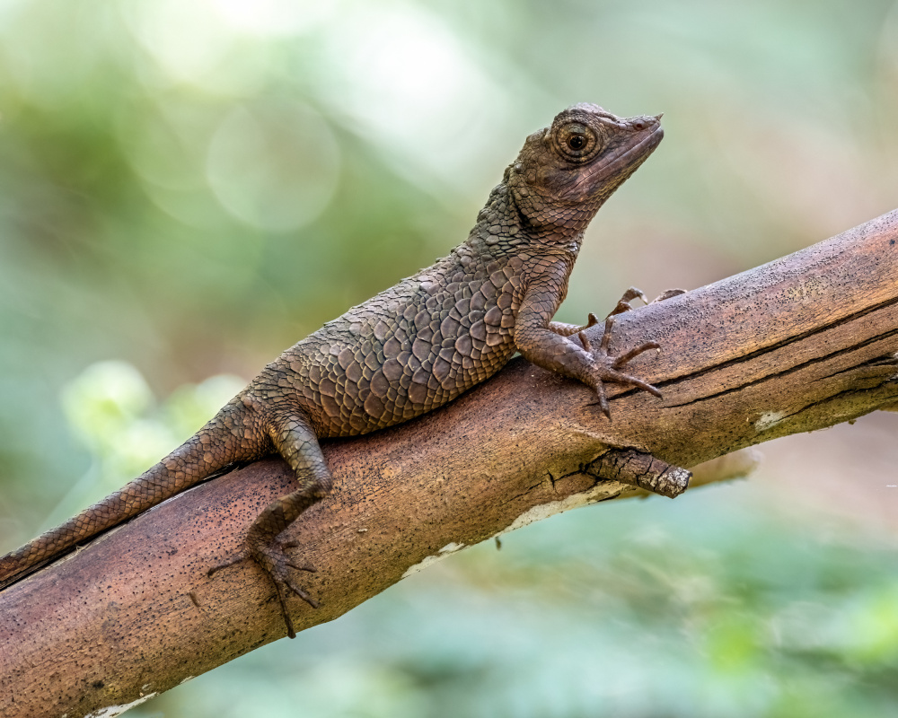 Rhino-horned lizard (female) de Henk Goossens