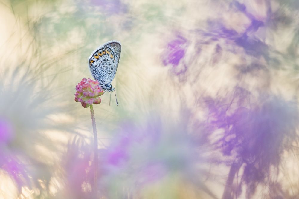 Pulsatilla Meadow de Henrik Spranz