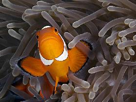 Anemonefish