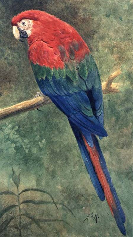 Red and Blue Macaw (w/c heightened with white on paper) de Henry Stacey Marks