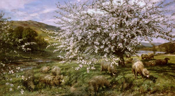 Orchard with sheep in spring (in Wales) de Henry William Banks Davis