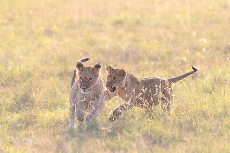 Playful cubs