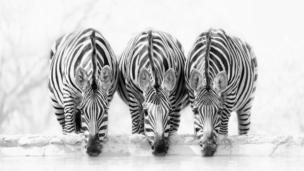 Zebras de Henry Zhao