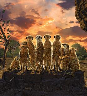 Meerkats