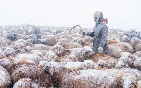 Migration during snow blizzards