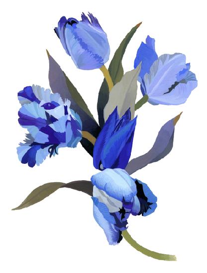 Blue tulip