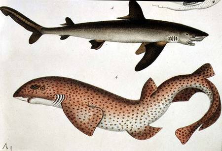 Lesser Spotted Dogfish, Pl.93 from "Naturgeschichte und Abbildung der Fische, 1836 de H.R.  Schinz