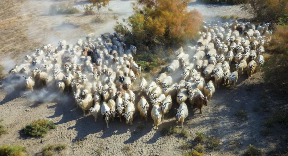 Sheep de Hua Zhu