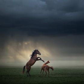 Horses Fight