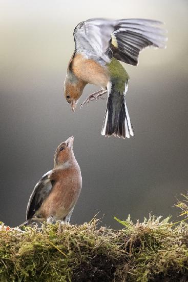 Chaffinch Display