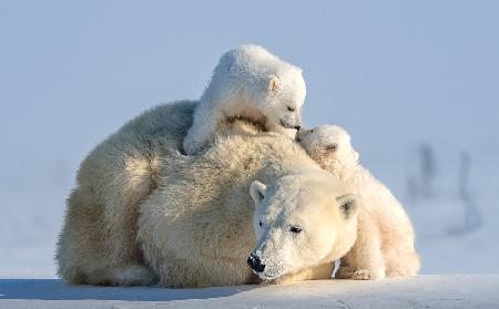 Two cute cubs