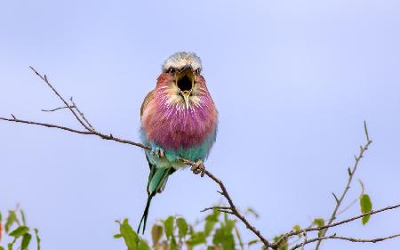 Screaming Roller