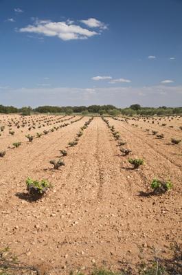 big cultivation