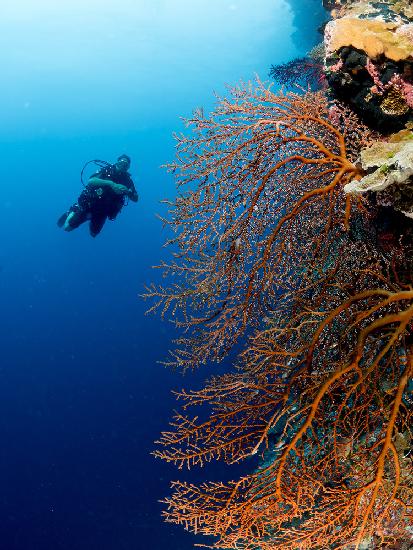 Gorgonia and a diver