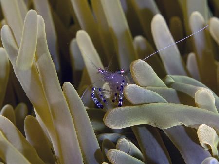 Peeping Shrimp