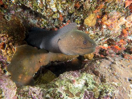 Moray Eel