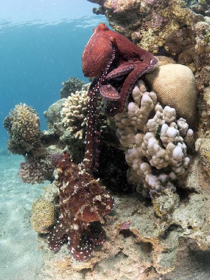 Octopus Mating