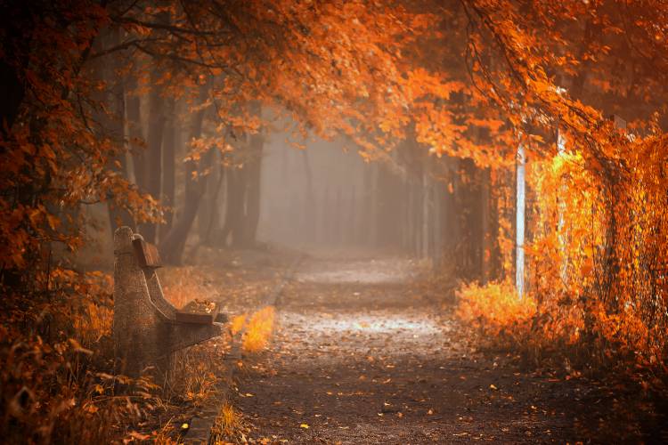 Waiting to Fall de Ildiko Neer