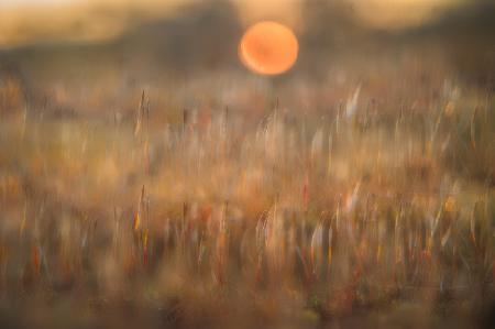 sunrise among the rough hair moss