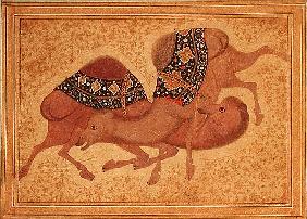 Two Camels Fighting