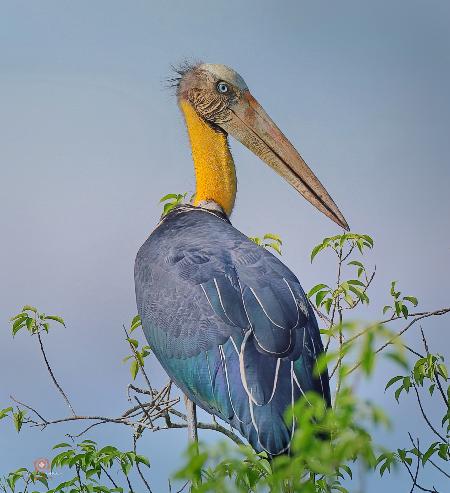 Lesser Adjutant