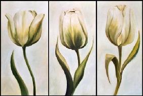 Tres tulipanes