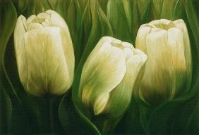 Tulipanes 2001