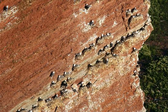 Helgoland - Roter Felsen - Lummenfelsen de Ingo Wagner