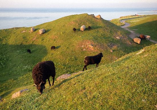 Helgoland  - Schafe auf dem Oberland de Ingo Wagner