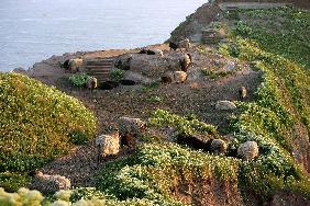 Helgoland - Schafe auf dem Oberland