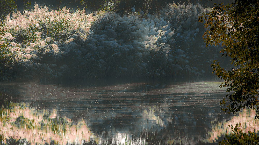 Reed area and midges de Irena Jasionek