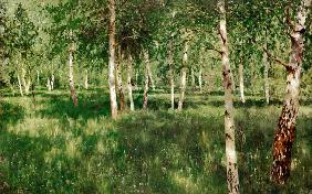 Abedul Copse