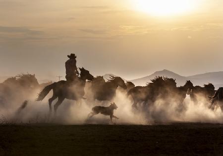 Noble Horses