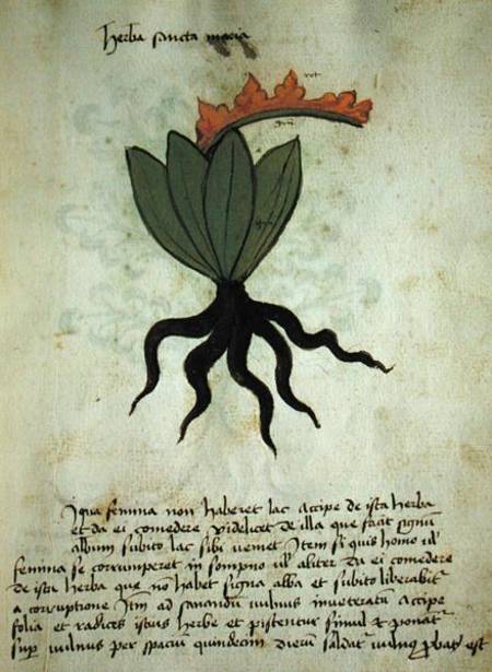 Ms 320 M Fol.28r Herba Santa Maria, from 'Liber Herbarius una cum rationibus conficiendi medicamenta de Scuola pittorica italiana