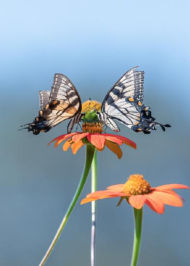 Butterflies