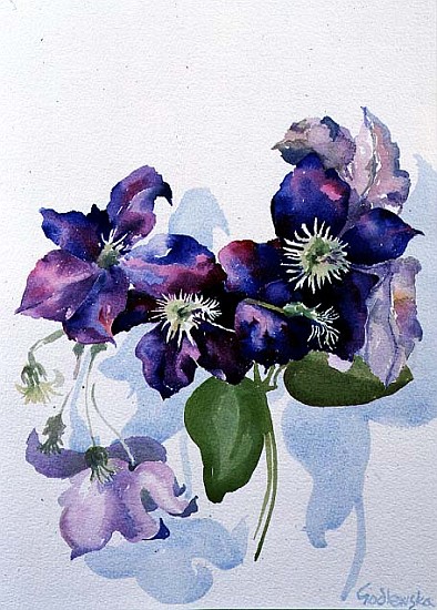 Clematis, 1998 (w/c on paper)  de Izabella  Godlewska de Aranda