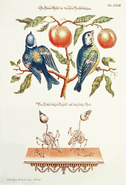 Blue Tits from `Angenehmer und Nutzlicher' de J. D. Meyer