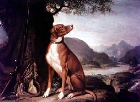 G. M. Johnston's favourite gun dog in a landscape