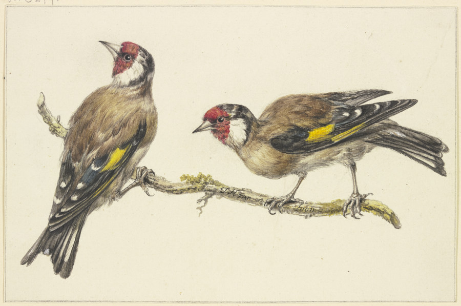 Two goldfinches de J. H. van Loon