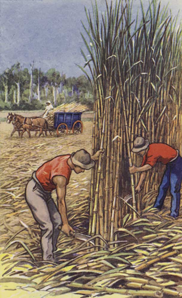 White men cutting sugar cane (Queensland) de J. Macfarlane