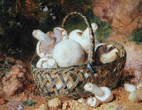 A Basket of Mushrooms